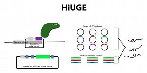 New CRISPR-Based Imaging Tool Is Going to Be HiUGE – Lifeboat News: The Blog