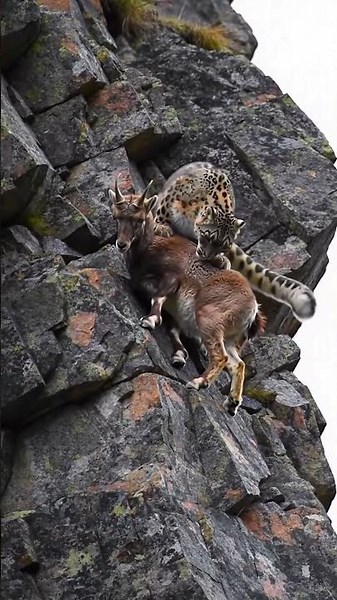 Snow Leopard's Insane Cliffside Hunt on an Ibex. #Nature