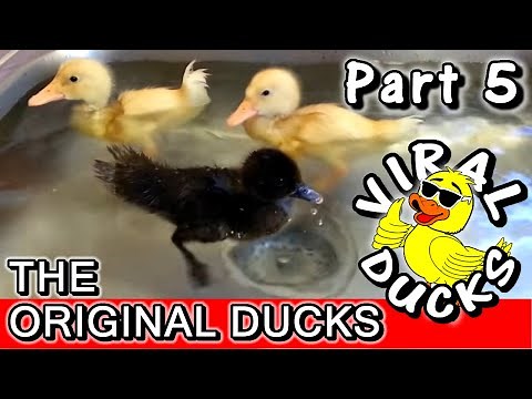 Baby Ducks In A Sink p5