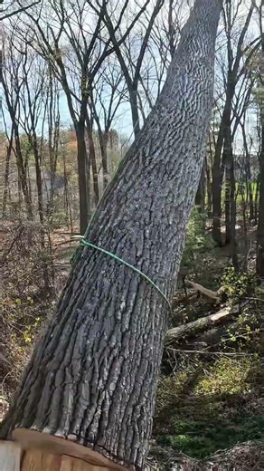 Dropping MASSIVE Tree (Loud Fall)