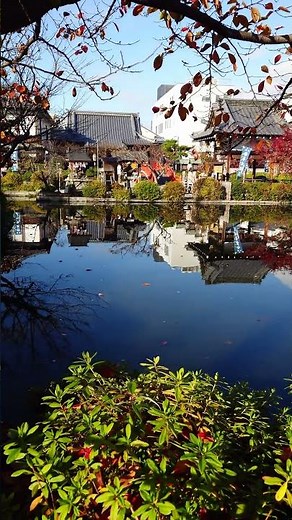 紅葉の京都、今日の神泉苑（2025/11/29）#京都 #そうだ京都行こう #kyoto