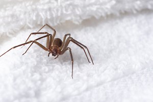 The Most Effective Ways To Keep Brown Recluse Spiders Out Of Your House