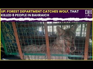 Uttar Pradesh Wolf Attack News: Forest Department catches wolf that killed 8 people in Bahraich