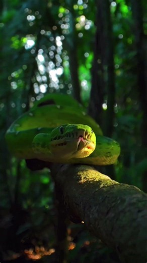This Snake Can Kill in Minutes! 🐍😱 #Snake #AnimalFacts #Wildlife #Facts #FactZoneTV