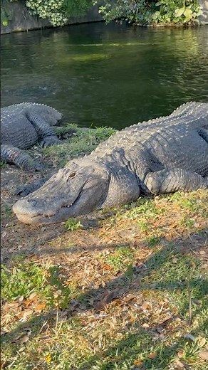 Many parks feeding educational talks about alligator behavior, conservation,their role in ecosystems