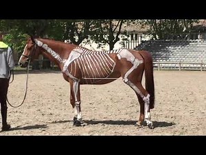 Squelette cheval à l'obstacle