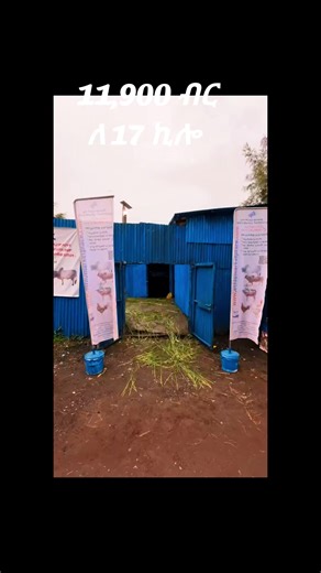 የበሬ ቅርጫ 11,900 ብር ለ 17 ኪሎ ንጹ ቀይ ስጋ ከጥራት ጋር ለቅዳሜ ማዘዝ የምትፈልጉ 0994803030 #ethiopian_tik_tok🇪🇹🇪🇹🇪🇹🇪🇹 #addisababa #ethiopian_tik_tok #tigraytiktok #kircha #fyp #fyppppppppppppppppppppppppppppppppppp #foryoupage