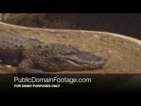 Vintage 1950s Zoo Animals archival footage
