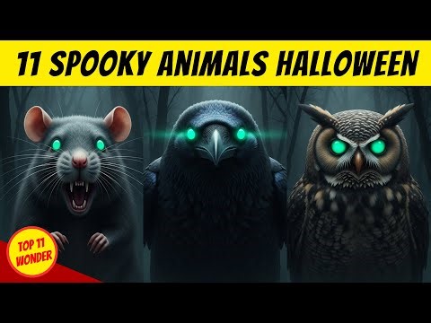 Top 11 Spooky Animals That Symbolize Halloween