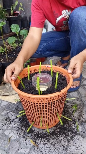 Unique way to plant water spinach in a trash can #Gardening #GardeningTips #UniqueGarden #HomeGarden