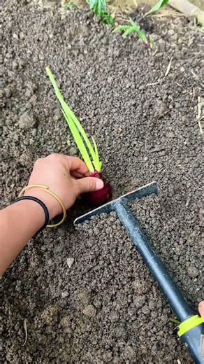 Agricultural Basics: How to Properly Plant Sprouted Red Onions | 農業の基本：発芽した赤玉ねぎの正しい植え付け方法