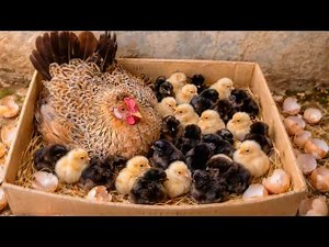 beautiful Broody Hen Egg Hatches many Chicks 🐣 Amazing Backyard Chicken Story