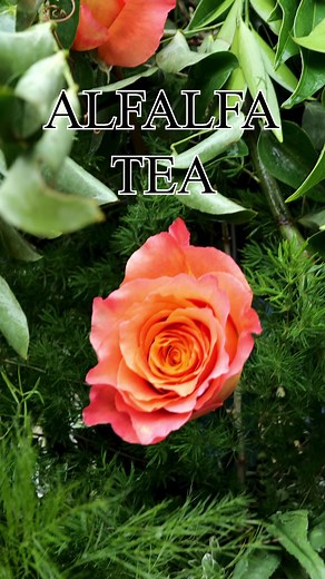 Have you ever made or used Alfalfa Tea before? | B. Blumen Flower Farm