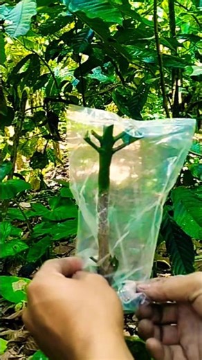 Plant grafting | coffee tree grafting techniques for fast fruiting #shorts #gardening #diy #nature