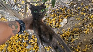Rotting three legged cat has the most inspiring glow-up