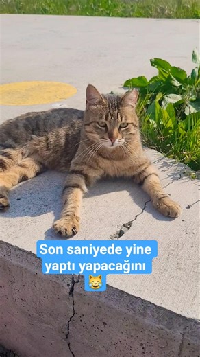 Its mood changed when it saw the camera 😅 #cat #petlover #viral #explore #trending #cutecat #cats...