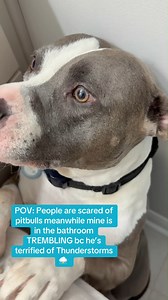 Sweet little Leroy is so scared of the thunder. Via: Leroy & Bobby Ray (Tik Tok) | Pablo The Bully