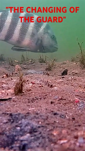 The Sheepshead Hand-off! 🤝🐟 Underwater Dock Life #Shorts