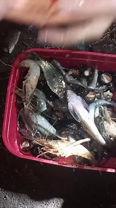 7.3K views · 206 reactions | Pamamana sa Gabi | Night Spearfishing #pamamana #nightspearfishing #spearfishing #pamamanasagabi | Meljhey Fishing Adventure | Facebook