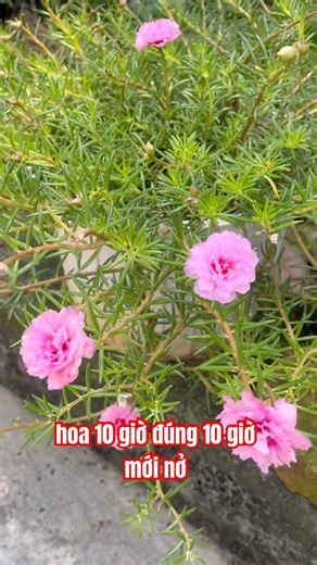 Hoa 10 giờ đúng 10 giờ mới nở