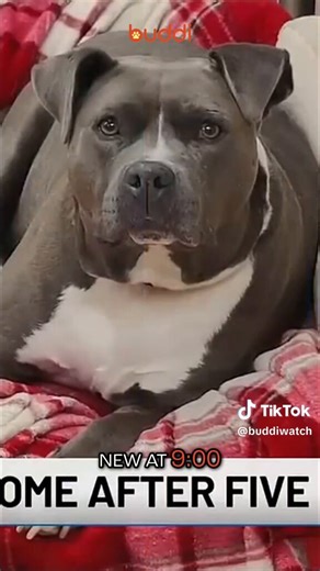 🐶❤️🙏🏻 Five years missing:Luna, aka Mary Kate went missing in 2021 while staying with a relative in Sugar Springs, Michigan. 🐶Her family never stopped searching for her over the years. Alesha regularly checked shelter posts and Facebook for any leads. In late 2025, the Humane Society of Midland County took in a dog they named Mary Kate and featured her as a “Pet of the Day” for adoption. The owner saw the post on Facebook, recognized her dog from the photos/markings, and contacted the shelter