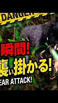 【slow-motion replay】Fierce battle with Asiatic black bears[迫力]熊が襲い掛かる！恐怖の瞬間をスローモーションで