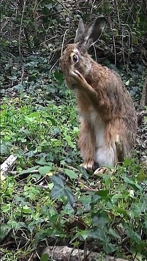 Lièvre sauvage et drôle en pleine toilette 🐇 | Observation nature rare en forêt #shorts