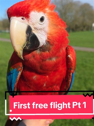 Blaze's First Free Flight Experience