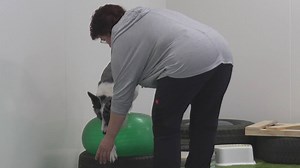 Neuer Indoor-Hundepark im Bühler: Training ohne Lärm, Gerüche und Ablenkung