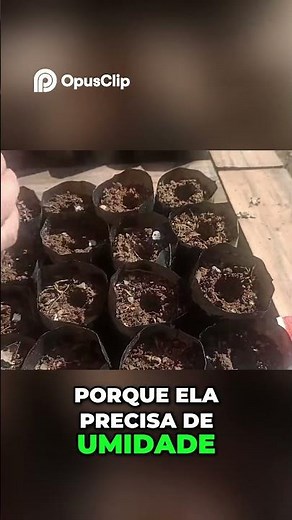 How to Plant Dahlia Seeds and Have 100% Germination Success! 🌸🌱