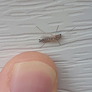 Keep your eye out for midges! 5 facts about the plumed flies