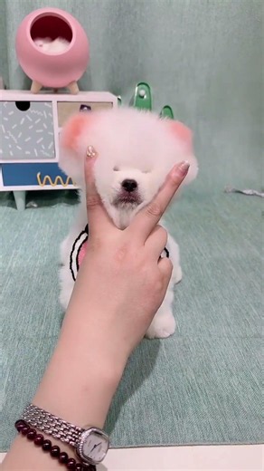 Teacup dog, Pomeranian, Shunsuke