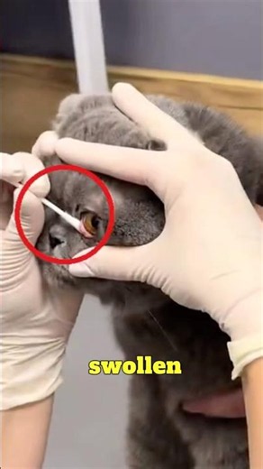 🚨 Every Cat Owner Needs to Know This Eye Emergency!