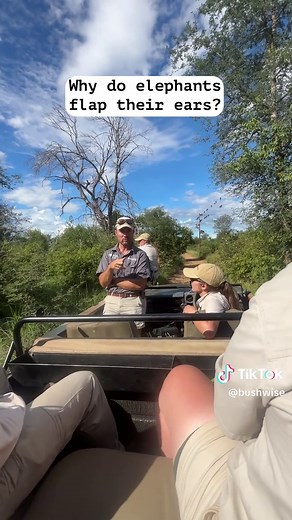 Understanding Thermo-Regulation in Elephants