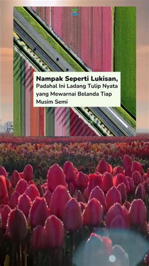 Setiap musim semi, Belanda berubah jadi kanvas hidup raksasa