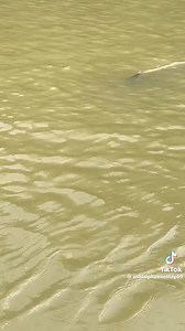 Cà Mau: phát hiện một con cá heo khoảng 30kg bơi trên sông Gành Hào 🐬🐬 | Cà Mau Có Gì ?