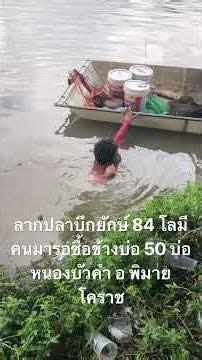 9/19/26 A giant 185-lb (84kg) Mekong giant catfish hauled in and sold by the pond for 50 baht/kg,...
