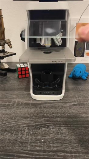 Pimple pus under the microscope 🔬 Recorded with an ECHO Rebel @discover_echo ___ #bacteria #microscope #science #vinegareels #fyp #foryou #foryoupage #microscopy #microscopic #biology #viral #xyzbca #echo #echorebel #slay #tucop2026slays #tuccop2026slays | Justice Dodson