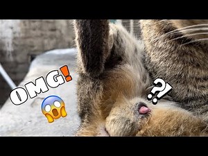 Cat’s penis