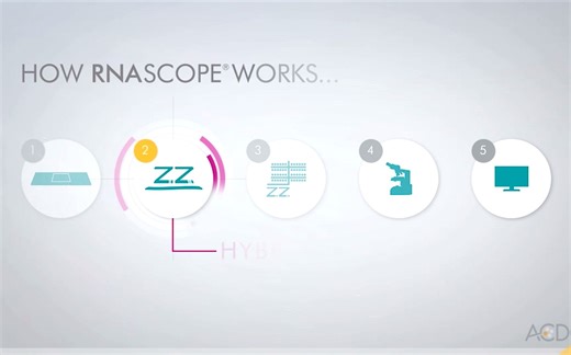 ACD RNAscope技术原理介绍