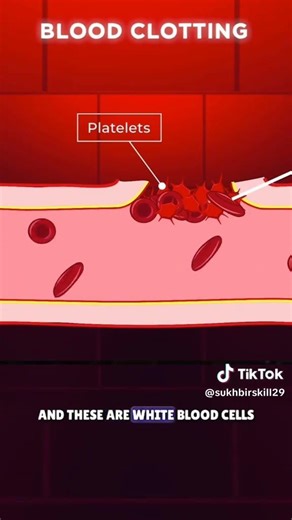 Understanding blood, its components and functions #Learn science #Science and knowledge #اكسبلور