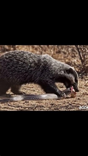 #Honey badger eating snake 🐍