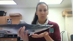 2.2K views · 43 reactions | Coastal Fisheries biologist, Holly Grand, dissects* a shark to take a look at its internal and external structures. #SharkWeek2020 *The dissection is towards the end of the video | Coastal Fisheries - Texas Parks and Wildlife | Facebook
