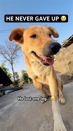 3 Legged Dog Walking Down Dangerous Stairs 😢 But Still Brave ❤️ #doglife