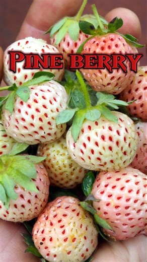 Reality of straberry 🤯🍓 #facts #factoholic #factsmine