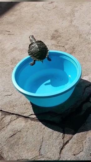 Eddie in playful mode #monkey #animation #cute #drawing #art