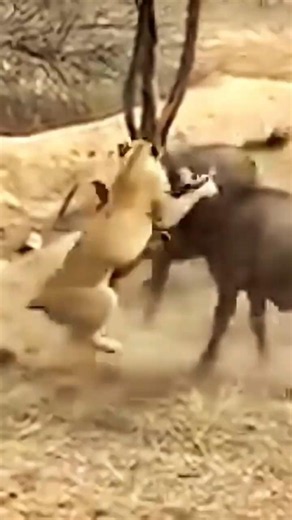 You will be surprised to see how two buffaloes are hunted by one lion.
