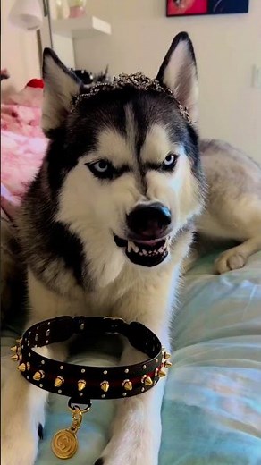 Top 9 Most Dangerous Dogs in the World 😱🐕