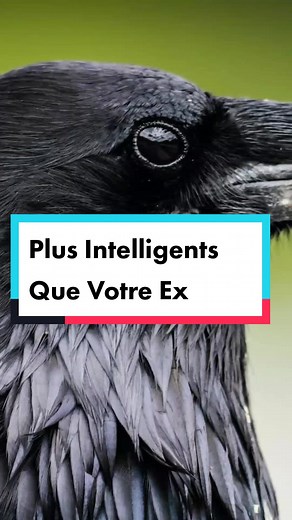 VirguleAnimaleShow sur TikTok