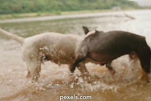 Pet Dogs Videos, Download The BEST Free 4k Stock Video Footage & Pet Dogs HD Video Clips